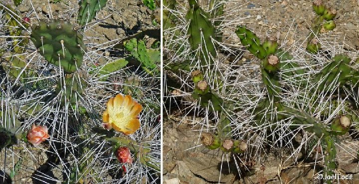 Opuntia elata (rubrogemmia) Caçapava do Sul, RGS, Brasil ©JL